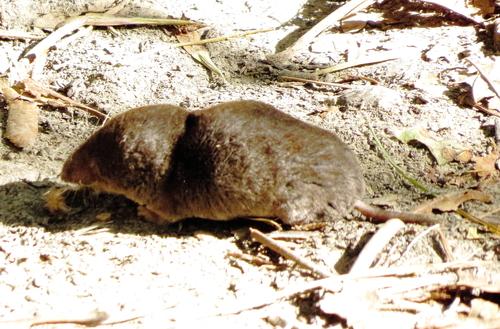 Elliot's Short-tailed Shrew