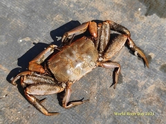 Macrophthalmus tomentosus