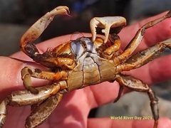 Macrophthalmus tomentosus