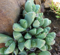 Stomatium meyeri
