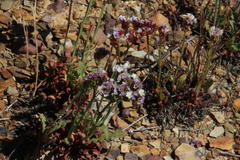 Limonium sinuatum sinuatum