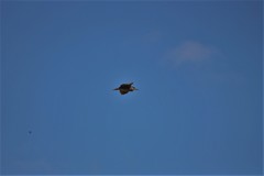Nycticorax nycticorax obscurus