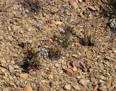 Limonium sinuatum sinuatum