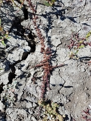 Lythrum tribracteatum