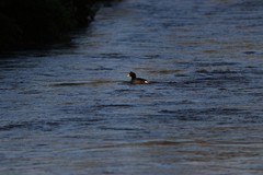 Fulica rufifrons