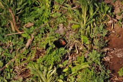 Fulica rufifrons