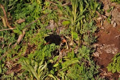Fulica rufifrons