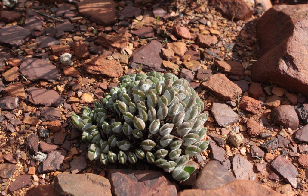 Cheiridopsis meyeri