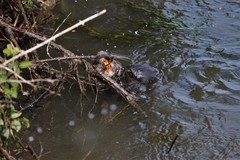 Myocastor coypus coypus
