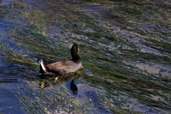 Fulica rufifrons