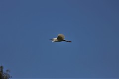 Egretta thula thula