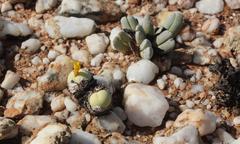 Conophytum calculus calculus