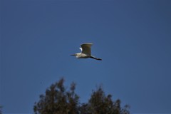 Egretta thula thula