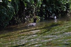 Fulica rufifrons