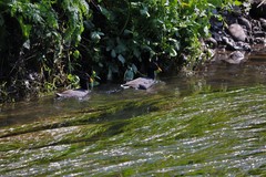 Fulica rufifrons