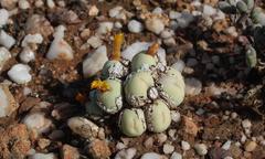 Conophytum calculus calculus