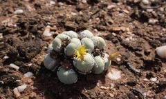 Conophytum calculus calculus