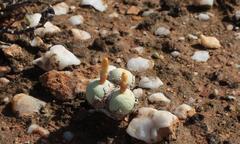 Conophytum calculus calculus
