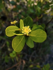 Phyllanthopsis phyllanthoides