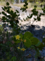 Phyllanthopsis phyllanthoides