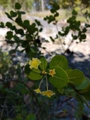 Phyllanthopsis phyllanthoides