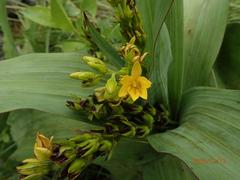 Hypoxis colchicifolia