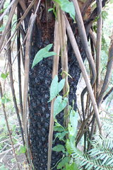 Calystegia marginata