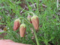 Hermannia pulverata