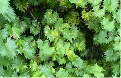 Pseudocercospora brachypus