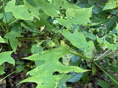 Polymnia laevigata