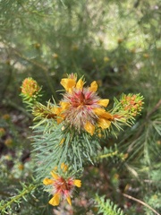 Pultenaea stipularis
