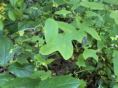 Polymnia laevigata