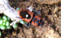 Spilostethus macilentus