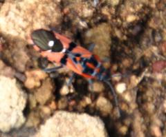 Spilostethus macilentus