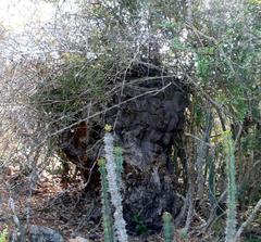 Dioscorea elephantipes