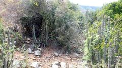 Dioscorea elephantipes