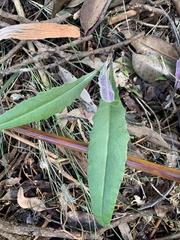 Senecio prenanthoides