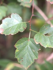 Crataegus pruinosa
