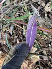 Senecio prenanthoides