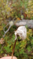Eriophorum chamissonis