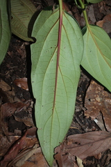 Piper daniel-gonzalezii