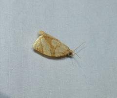 Adoxophyes negundana