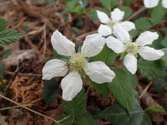 Rubus hirsutus