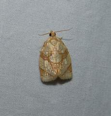 Adoxophyes negundana