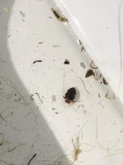 Laccophilus maculosus