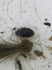 Laccophilus maculosus