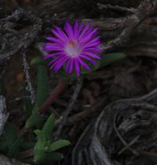 Trichodiadema rogersiae