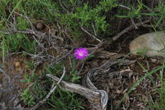 Trichodiadema rogersiae