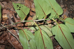 Piper daniel-gonzalezii