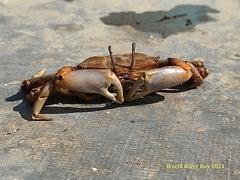 Macrophthalmus tomentosus